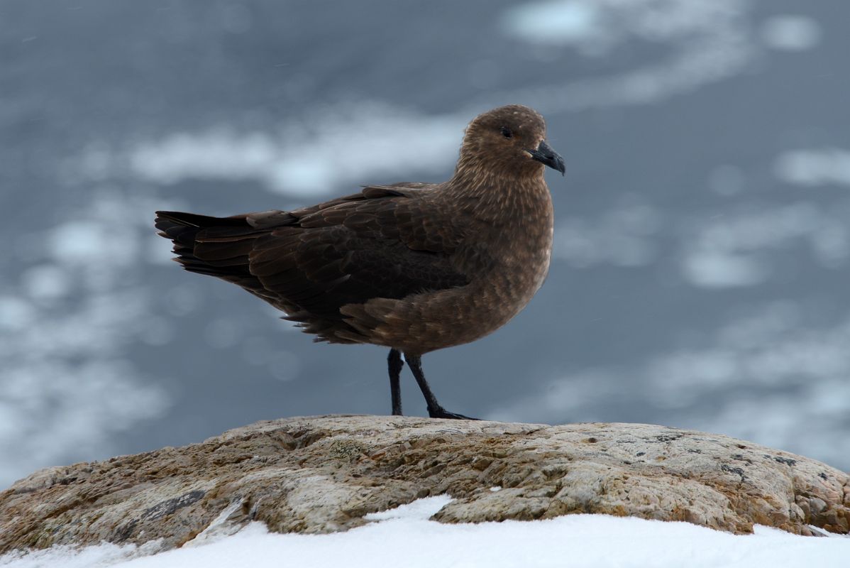 09D Brown Skua Close Up From Glacier Viewpoint At Neko Harbour On Quark Expeditions Antarctica Cruise